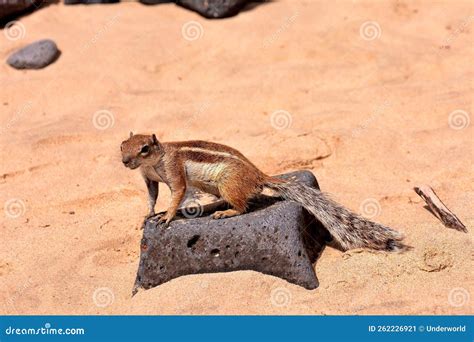 Ground Squirrel Atlantoxerus Getulus Stock Image - Image of feeding ...