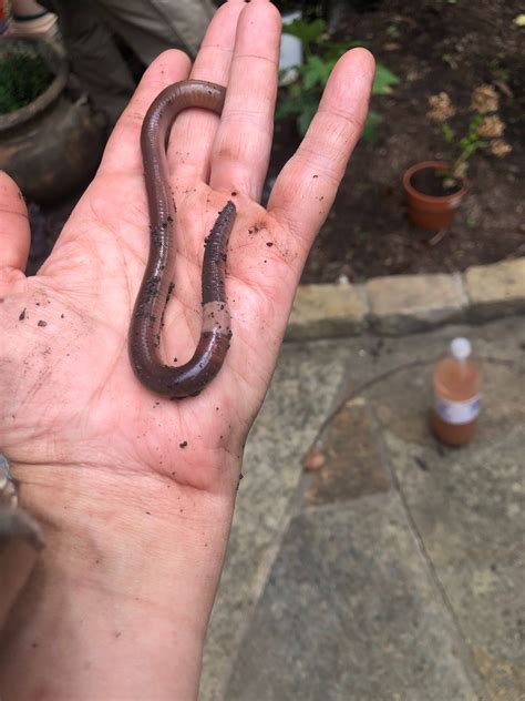 Giant South African Earthworm Biggest Worm The African Giant
