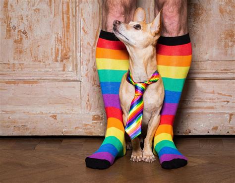 Homophobic Dog: The Viral Meme Explained & Its Internet Impact - Pet ...