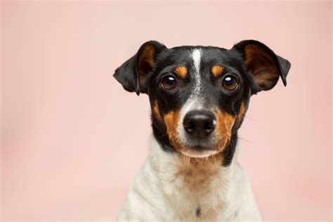How Old Do You Have To Be To Work At PetSmart? - Crazy For Business