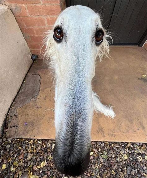 What is the Dog doing? (Hund, Meme, ernst)