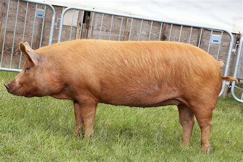 Tamworth - British Pig Association