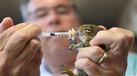PHOTOS: Venice's Wildlife Center of Southwest Florida