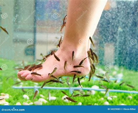 Pedicure Spa Treatment, Rufa Garra Fish Stock Image - Image of doctor, adult: 34229083