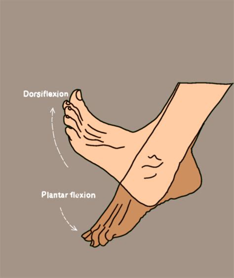 What Is Dorsiflexion
