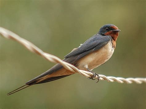 Barn Swallow | Celebrate Urban Birds