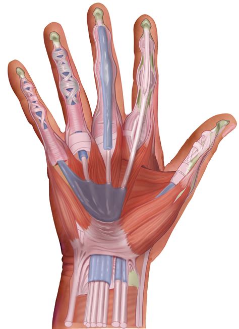 Slagter - Drawing Muscles, tendons and sheaths of palmar surface of ...