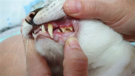 White Gums In Cats