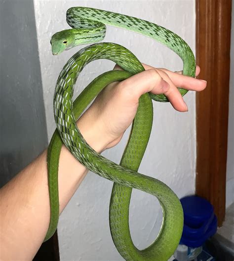 My ~6 foot Asian Vine Snake! : r/snakes