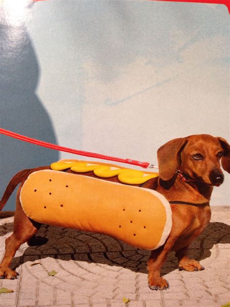 Adorable Dachshund in Hot Dog Costume