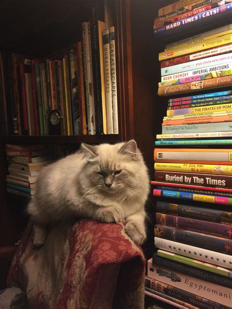 Cat with Book