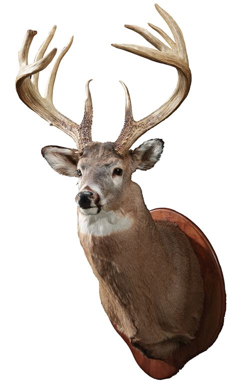 The Biggest Record Whitetail Deer from Every State | Field