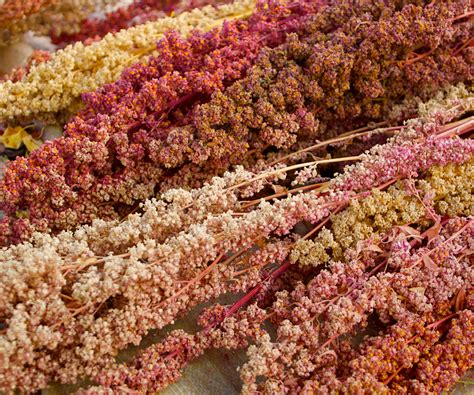 Growing Quinoa In South Carolina at Ralph Livingston blog