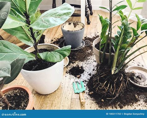 Repotting Plants at Home. Ficus Fiddle Leaf Fig Tree and Zamioculcas ...
