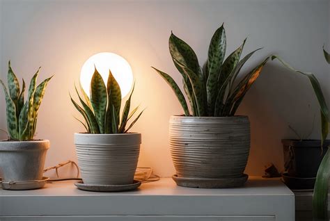 Does the Snake Plant Need Light? - Gardening Dream