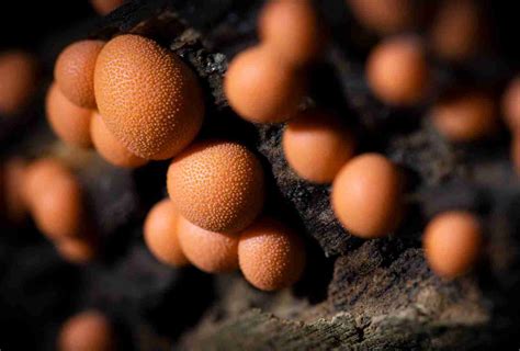 Facts About Fungi