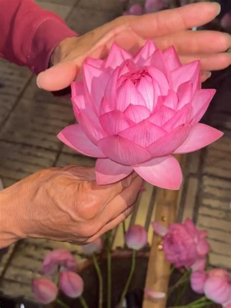 Best 13 How to fold Lotus petals/3 ways to fold a Lotus Flower – Artofit