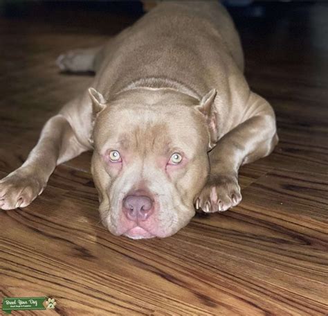 American xl bully - Stud Dog New England - Breed Your Dog