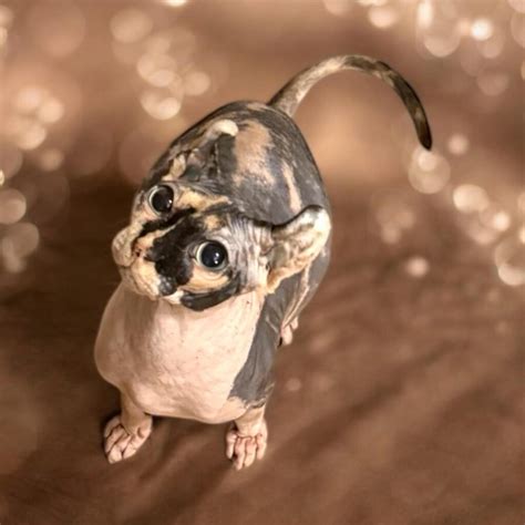 Sphynx Cat Breeder In Chicago, IL | Purradox Sphynxery