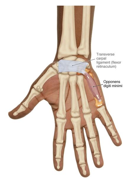 Opponens digiti minimi muscle