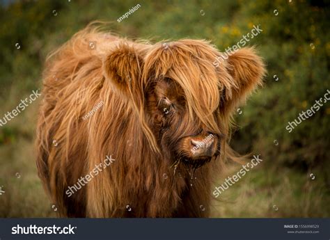 Beef Beacon Images: Browse 638 Stock Photos & Vectors Free Download ...