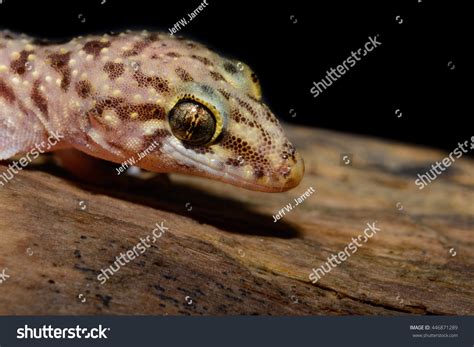 Mediterranean House Gecko Hemidactylus Turcicus Called Stock Photo ...