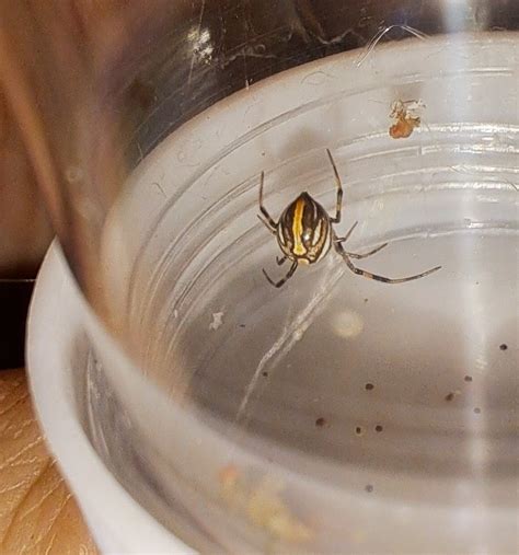 This baby black widow from my wife's recently passed widow. : r/awwnverts
