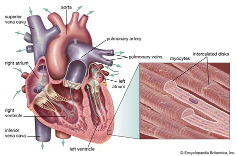 Chordae tendineae | anatomy | Britannica