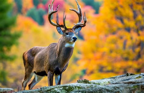 Louisiana Hunting Seasons 2025-2026: New Regulations & Schedule Changes!