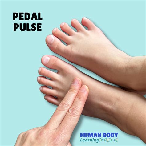 Normal Pulse Dorsalis Pedis at David Headrick blog
