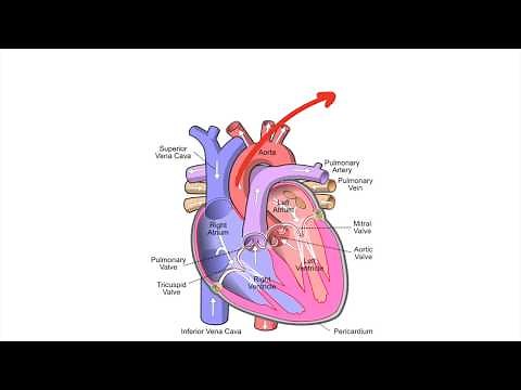Cardiac Output, Stroke Volume, Ejection Fraction, Fick's Principle