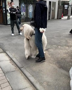 😍 | Amber Toy Poodle