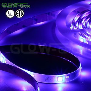 [Hot Item] RGBW Color Changing Dimmable Lighting 24V LED Strip Light with ETL Listed