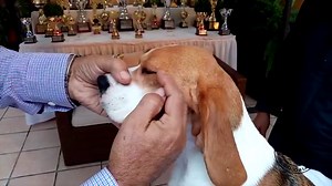 ¡Buen miércoles amigos! El día de hoy escucharemos a Moisés Manrique Reyes, criador de la raza Beagle. Nos explicará sobre los rasgos más característicos de la raza, diversos consejos para su cuidado y bienestar, y sobre todo su experiencia en la crianza. ¡Sigamos aprendiendo juntos! ¡Se vienen más criadores! 🐶📣 #KCPeru #PROPLAN #FCI #CRIADOR #BREEDER #BEAGLE | Kennel Club Peruano