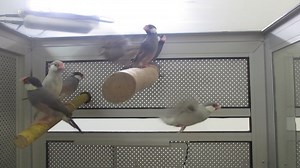 #E Java Sparrow - JS #M Pipit Java - Finch #C 文鸟 1. English Please ⬇️Scroll Down⬇️ 2. BM 📲Tatal ke Bawah Halaman 💻 3. 🌐华语🌐请点击📥往下📱查询 📩 #E Details #ForAllPetLovers - Young / Adult / Pair #Hybrid #Giant #Green #Yellow #Blue #Silver #White * In the normal form the head, nape and chin are black with white cheek patches outlined in black. The primary flight wings feathers and upper tail converts are also black. A blue-gray covers the bird's mantle, back, secondary wings, chest and rump. The bel