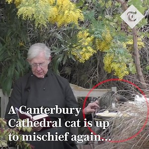 49K views · 608 reactions | Tiger strikes again... On Pancake Day. 丹 The cat, who last year pinched some milk during a video sermon, has been up to mischief again. This time, he stole the Dean of Canterbury’s pancake during morning prayer... Read more: https://www.telegraph.co.uk/news/2021/02/16/watch-mischievous-cat-steals-dean-canterburys-pancake-morning/ | The Telegraph | Facebook