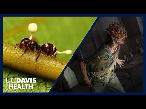 Cordyceps, Zombies and Fungal Infections - Doctor Explains the Science Behind "The Last of Us"