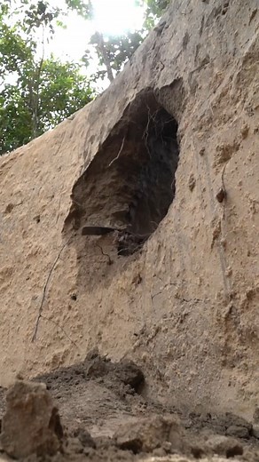 Primitive Unique Tool on Reels