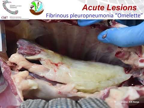 CCPP: Diagnosis, Control and Eradication