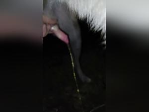 Bitch Dog Pee Sex