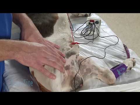 Ultrasound Guided Femoral Nerve Block in a Dog: Part 1 of 3