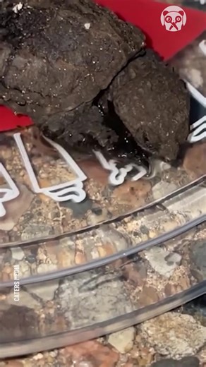 Hilarious Ted on Reels