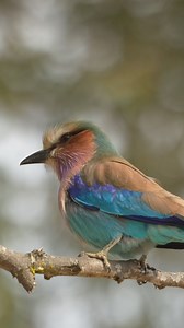 Wind dancer! 🌪 This bird defies the breeze! Nature's ballerina! This Lilac-breasted Roller in Kruger National Park is a pro at staying balanced, even in a windstorm! What's it looking for? 🤔 Follow for more fascinating wildlife moments from Kruger! #krugernationalpark #lilacbreastedroller #birdsofsouthafrica #natureismetal #wildlifephotography | Travel with Simon