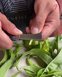 Tutorial of growing a tree from a branch | Tips & Tricks