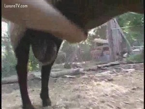 Sheep Ejaculates on a Free Handjob