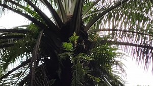 11K views · 193 reactions | Proning pokok sawit tinggi pelepah keras #sawit kalimantan #tki Malaysia | Al two Cell | Facebook