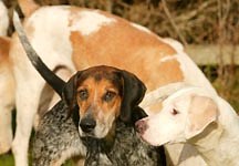 Three hunts face prosecution under the Hunting Act - Horse & Hound