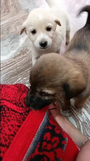 wait for end ! #shortvideo #short #shorts #viral