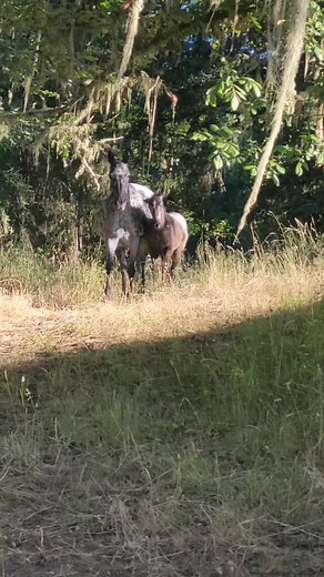 Growing up fast! #foundationappaloosa #appaloosa #appaloosasofinstagram #horsereels #horse #horses #horseoftheday #equine #equestrian #foal #babyhorse #summer #oregon | Jack Creek Appaloosas