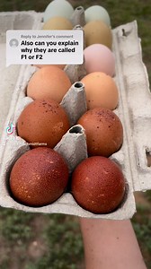 3.7K views · 67 reactions | The genetics behind egg color can get a little bit confusing- but at the end of the day (unless you’re breeding for egg color) an egg is an egg! #chickens #eggs #rainboweggs #eggcolor #genetics #oliveegger #foryoureelsfb #foryoureel #fyp #reels #backyardflock | Chicken Schmidt Farms | Facebook